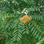 nurserylive-seeds-ailanthus-excelsa-mahaneem-1-kg-seeds-16968577450124