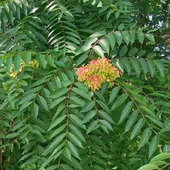 Mahaneem Live Plant (Pack of 1)