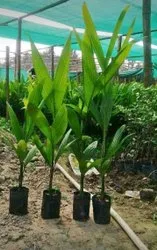 Hybrid Beetel Nut Tamul Live Plant (Pack of 2)