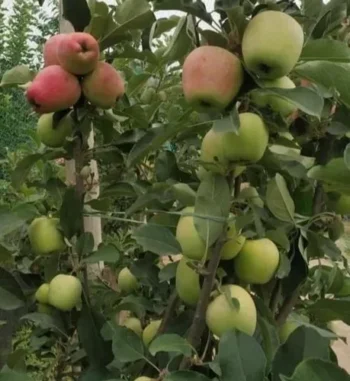 Apple HRMN99 Healthy Grafted Plant