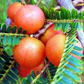 Red Amla Grafted Plant (Pack of 1)