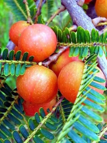 Red Amla Grafted Plant (Pack of 1)