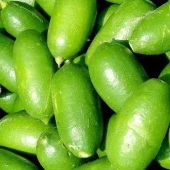 Assam Lemon Kazi Nimbu