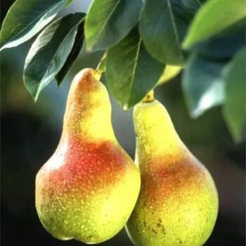 Nagfol Plant