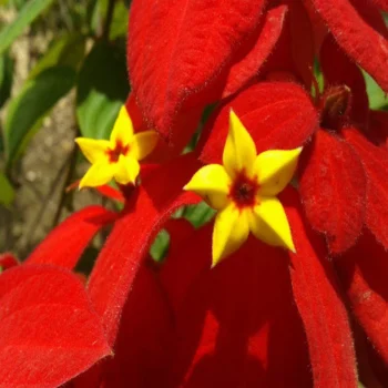 Red Mussaenda Flower Plant