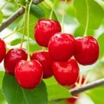 nurserylive-barbados-cherry-tree-malpighia-emarginata-plant