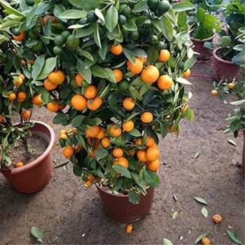 Kamkot Lemon Plant (Mini Orange)