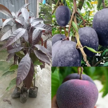 Thai Black Mango Plant