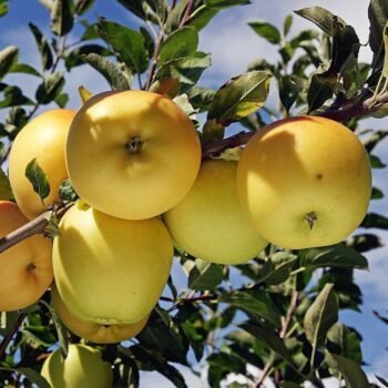 Dorsett Golden Apple Healthy Grafted Plant