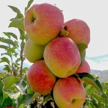 Anna Apple Healthy Grafted Plant