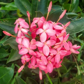 Ixora Pink Flower Plant