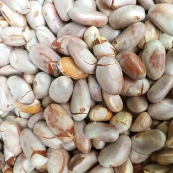 Kothal Guti (Edible Jackfruit Seeds) 500 grams/80-100 pieces