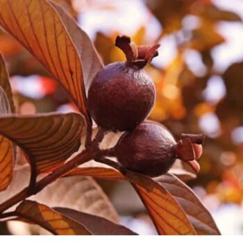 Chinese Red Guwava Plant
