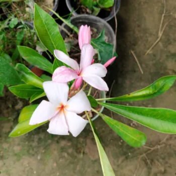 Champa Flower Plant