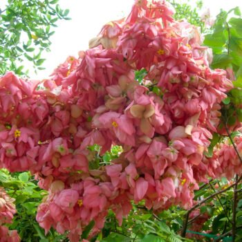 Pink Mussaenda Flower Plant