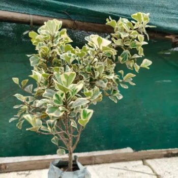 Ficus-Indoor/Outdoor-Ornamental Plant