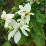 White Mussaenda Flower Plant