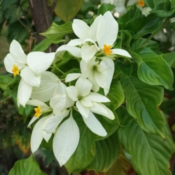 White Mussaenda Flower Plant