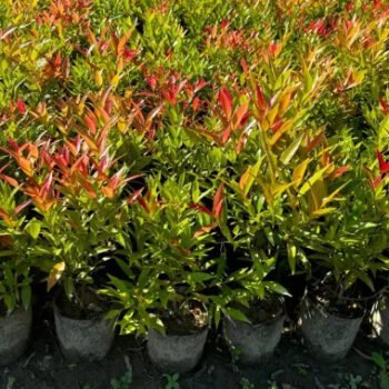Syzygium Red Lily Pily Plant
