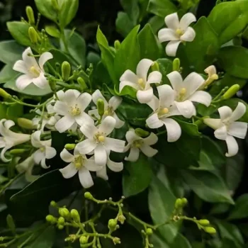 Kamini kanchan flower plant