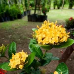 nurserylive-plants-ixora-long-singapuri-ixora-yellow-plant-16968962932876