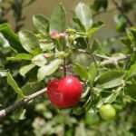 Hybrid Cherry Plant
