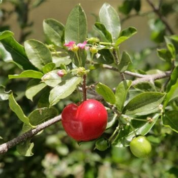Hybrid Cherry Plant
