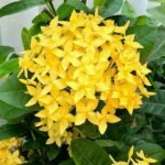 nurserylive-plants-ixora-long-singapuri-ixora-yellow-plant-16968962932876