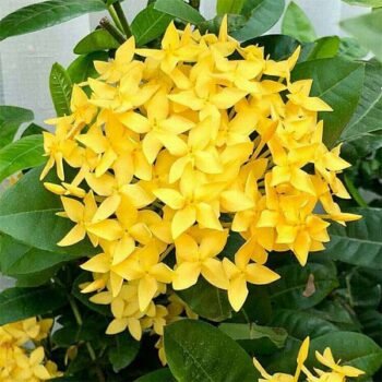Ixora Yellow Flower Plant