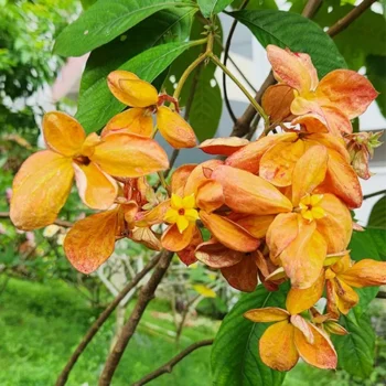 Orange Mussaenda Flower Plant