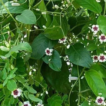 Ayurvedic plants of Northeast India