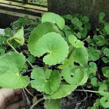 Manimuni/Indian Pennywort Plant