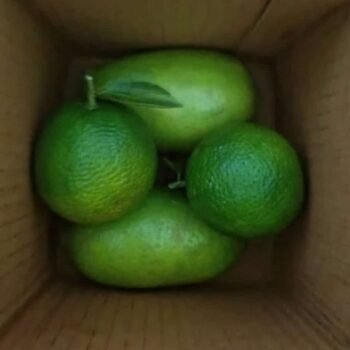 Gol Nemu Kazi Nimbu Combo