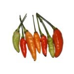 Mem Jolokia Seeds (100 Seeds)