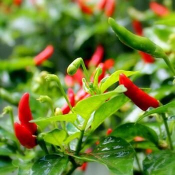 Mem Jolokia Plant (Set of 2)