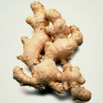 Karbi Anglong ginger