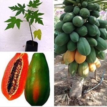 Red Lady Papaya Live Plant