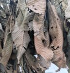 Dillenia Indica Leaves (Elephant Apple)