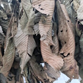 Dillenia Indica Leaves (Elephant Apple)