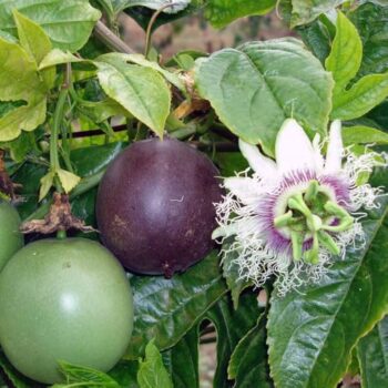 Passion Fruit Plant
