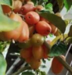 Mirika Tenga Plant