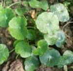 Whorled Pennywort