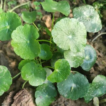 Whorled Pennywort