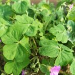 Pink Sorrel