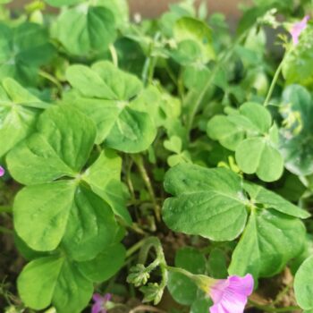 Pink Sorrel