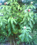 Jom Lakhuti Plant