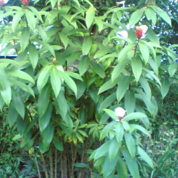 Jom Lakhuti Plant