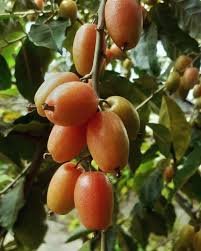 images (1) Mirika Tenga plant