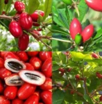 Miracle Fruit Plant