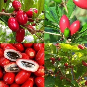 Miracle Fruit Plant